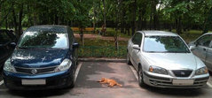 parking_cat.jpg