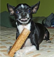 snarling_chihuahua.jpg