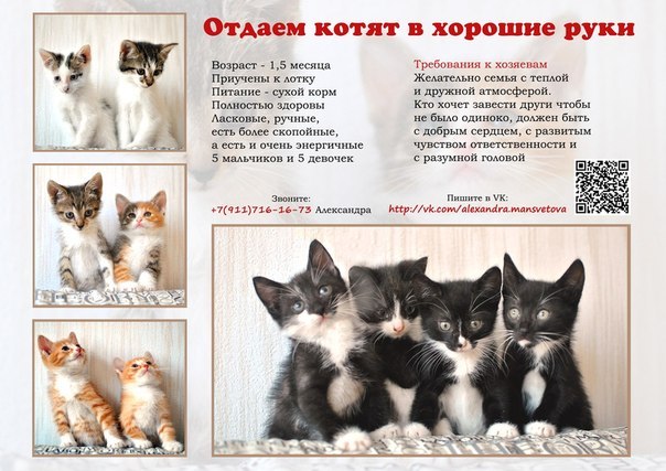 Отдам котят картинка