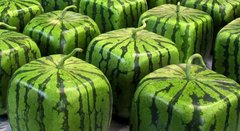 square-watermelon-photo-640x350.jpg