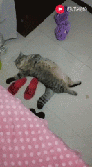 cat.gif