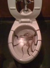 toilet_squid_01.jpg