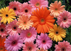 flowers112.jpg