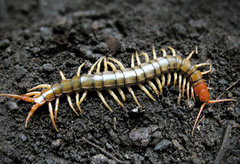 scolopendra_multidens.jpg